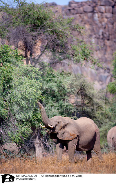 Wstenelefant / MAZ-03306