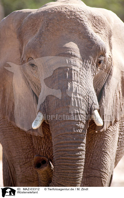 Wstenelefant / MAZ-03312