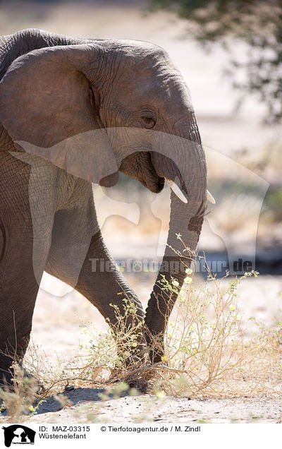 W�stenelefant / MAZ-03315