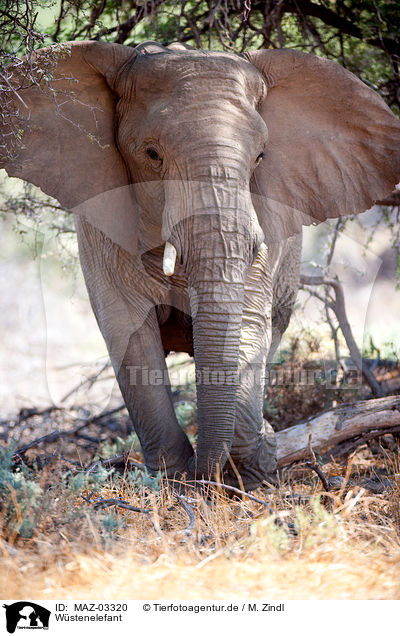 W�stenelefant / MAZ-03320
