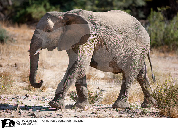 Wstenelefant / African elephant / MAZ-03327