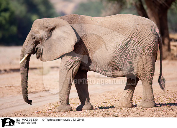 Wstenelefant / African elephant / MAZ-03330