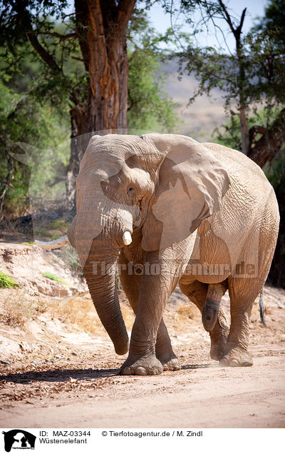 Wstenelefant / African elephant / MAZ-03344