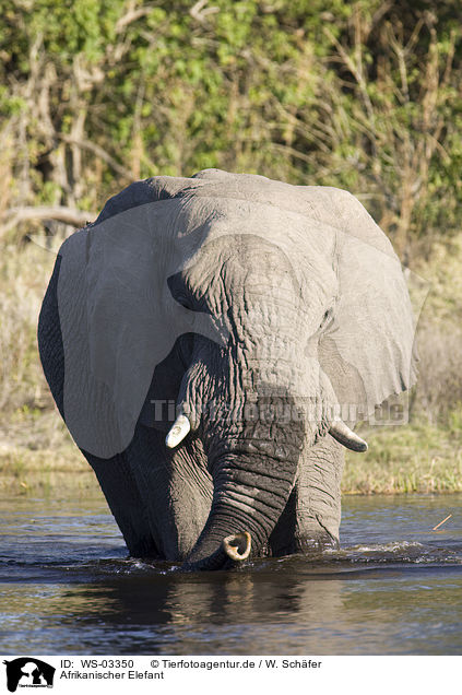 Afrikanischer Elefant / WS-03350