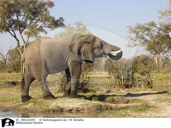 Afrikanischer Elefant / African elephant / WS-03354