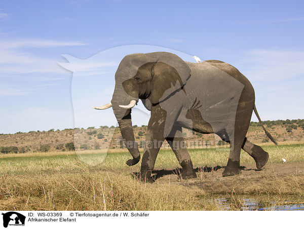 Afrikanischer Elefant / WS-03369