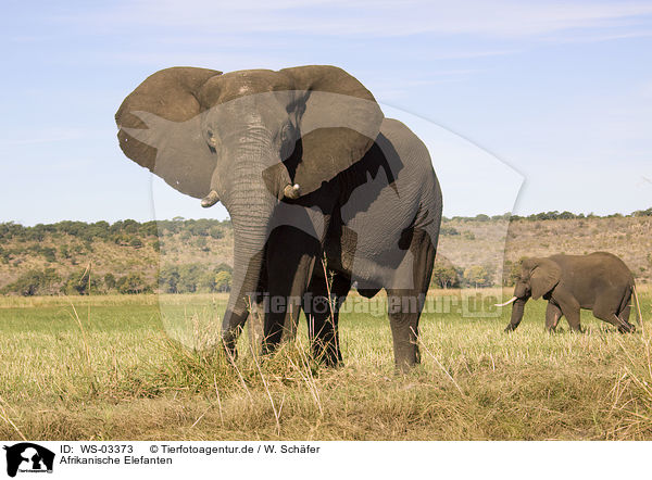 Afrikanische Elefanten / WS-03373