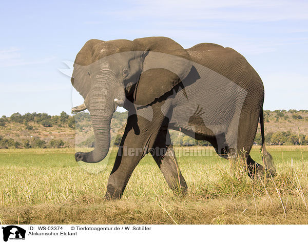 Afrikanischer Elefant / WS-03374