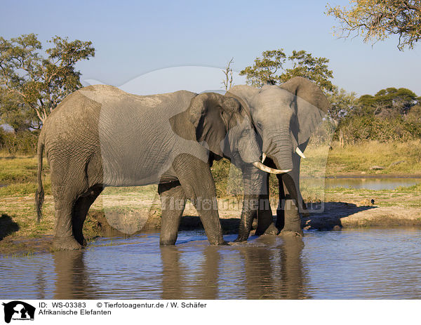 Afrikanische Elefanten / African elephants / WS-03383