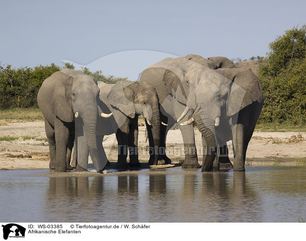 Afrikanische Elefanten / WS-03385