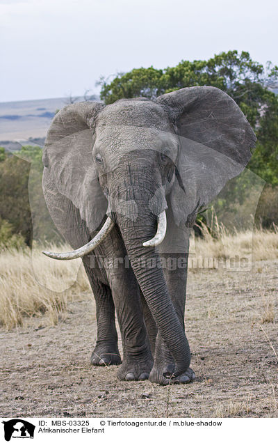 Afrikanischer Elefant / MBS-03325