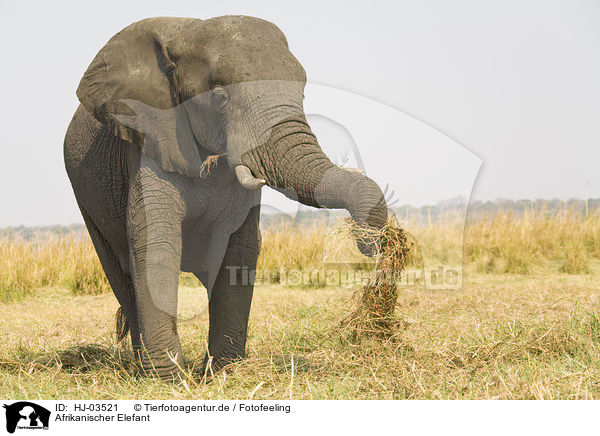 Afrikanischer Elefant / african elephant / HJ-03521