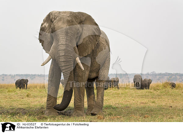 Afrikanische Elefanten / african elephants / HJ-03527