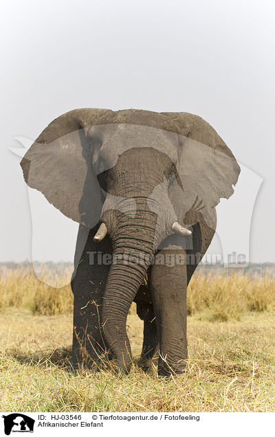 Afrikanischer Elefant / african elephant / HJ-03546