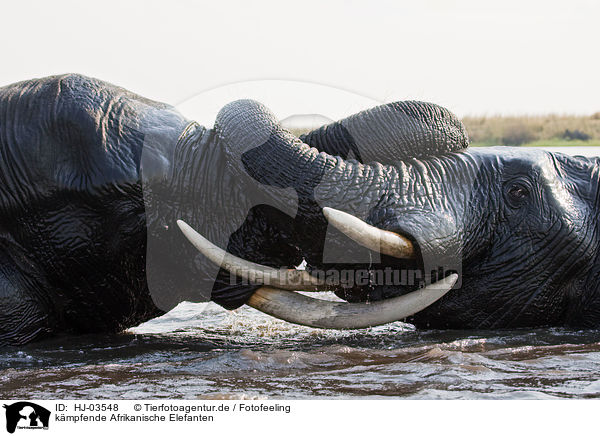 kmpfende Afrikanische Elefanten / fighting african elephants / HJ-03548
