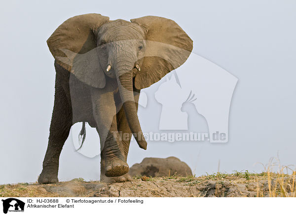 Afrikanischer Elefant / african elephant / HJ-03688