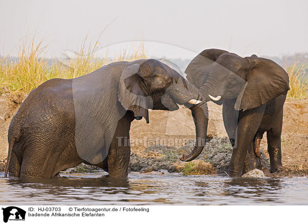 badende Afrikanische Elefanten / bathing african elephants / HJ-03703