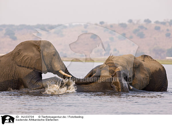 badende Afrikanische Elefanten / HJ-03704