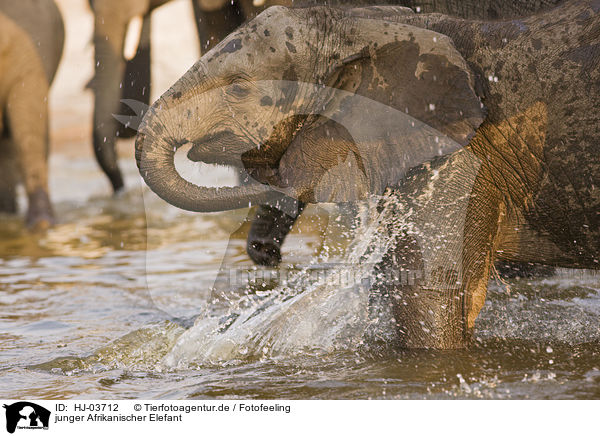 junger Afrikanischer Elefant / young frican elephant / HJ-03712