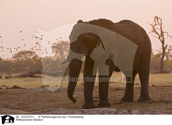 Afrikanischer Elefant / african elephant / HJ-03731