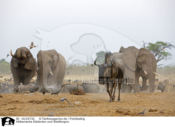 Afrikanische Elefanten und Streifengnu / african elephants and blue wildebeest / HJ-03732