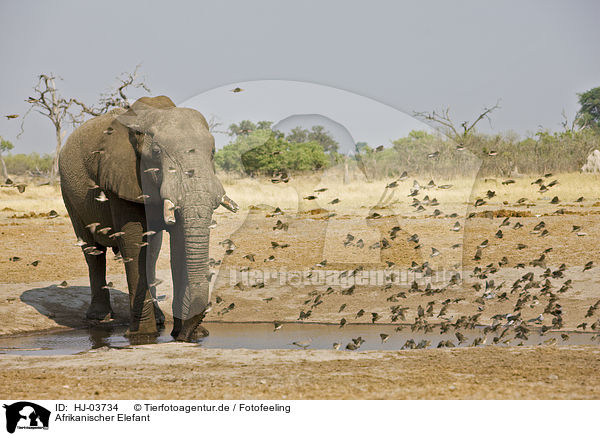 Afrikanischer Elefant / african elephant / HJ-03734