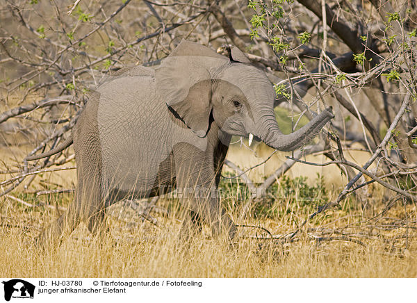 junger afrikanischer Elefant / young african elephant / HJ-03780