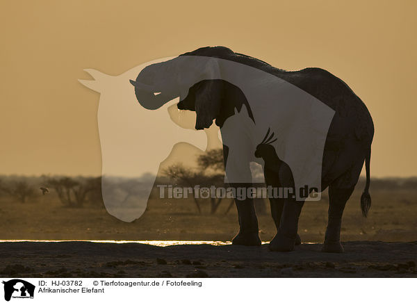 Afrikanischer Elefant / african elephant / HJ-03782