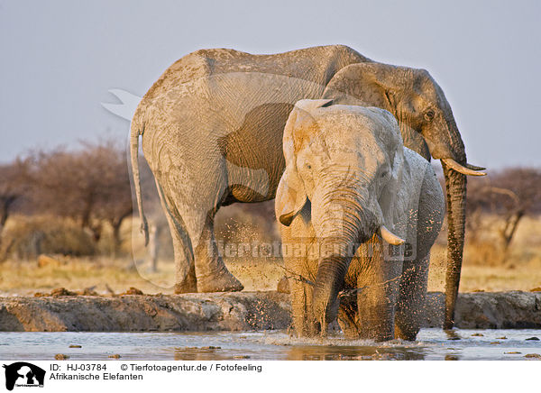 Afrikanische Elefanten / african elephants / HJ-03784