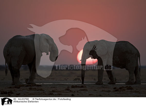 Afrikanische Elefanten / african elephants / HJ-03790