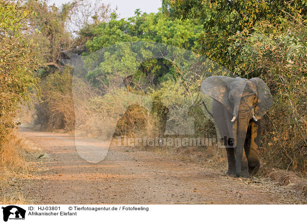 Afrikanischer Elefant / african elephant / HJ-03801