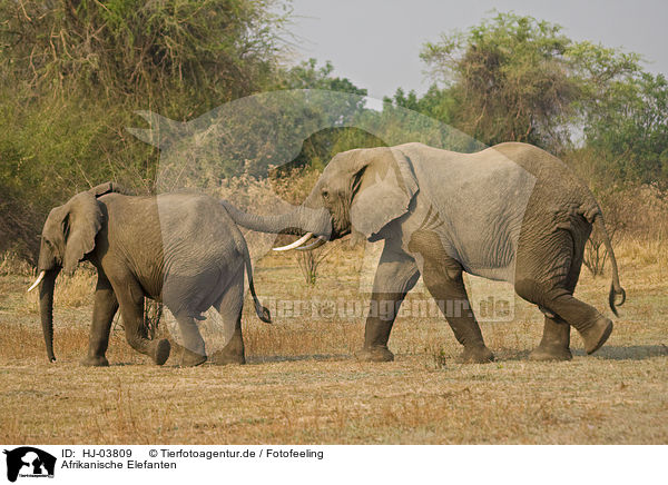 Afrikanische Elefanten / african elephants / HJ-03809