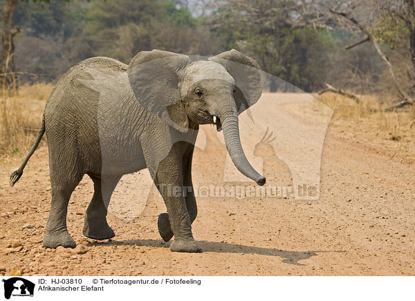 Afrikanischer Elefant / african elephant / HJ-03810