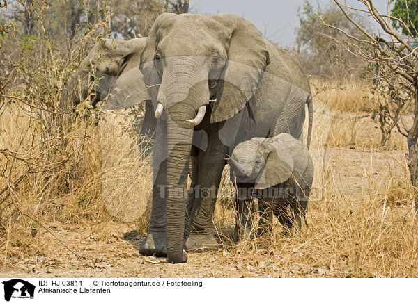 Afrikanische Elefanten / african elephants / HJ-03811