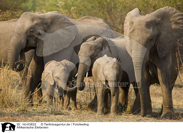 Afrikanische Elefanten / african elephants / HJ-03822