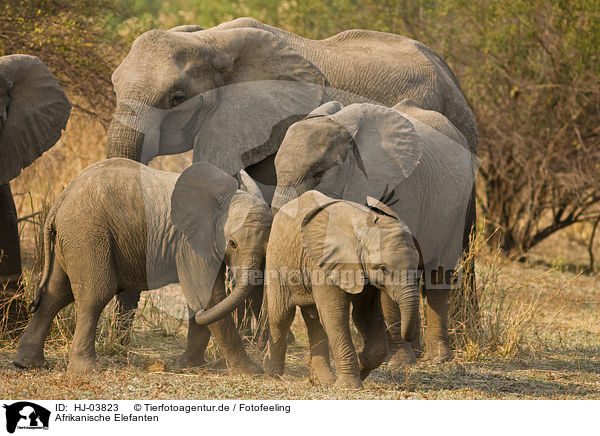 Afrikanische Elefanten / african elephants / HJ-03823