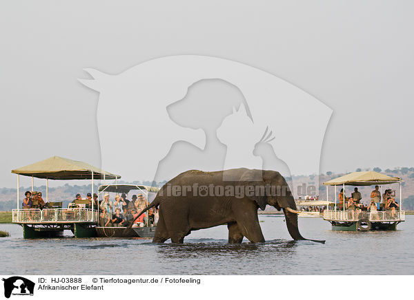 Afrikanischer Elefant / african elephant / HJ-03888