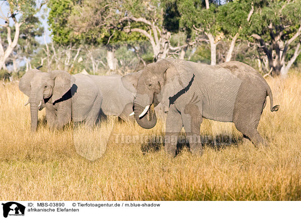 afrikanische Elefanten / african elephants / MBS-03890