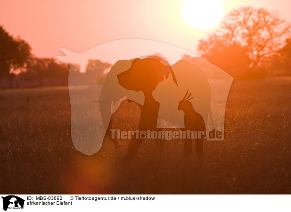 afrikanischer Elefant / MBS-03892