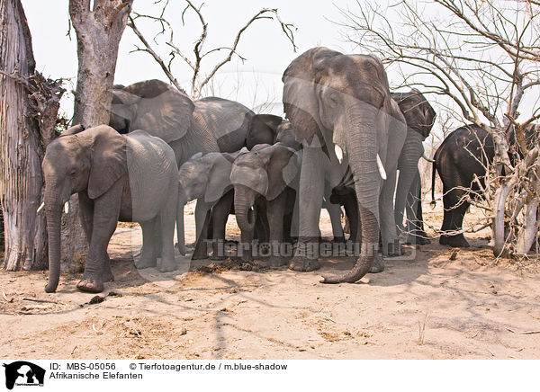 Afrikanische Elefanten / african elephants / MBS-05056