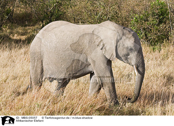 Afrikanischer Elefant / african elephant / MBS-05057