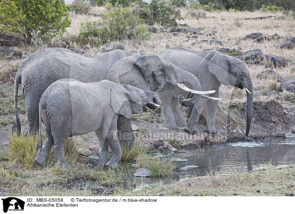 Afrikanische Elefanten / african elephants / MBS-05058
