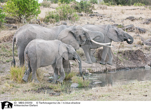 Afrikanischer Elefant / african elephant / MBS-05059