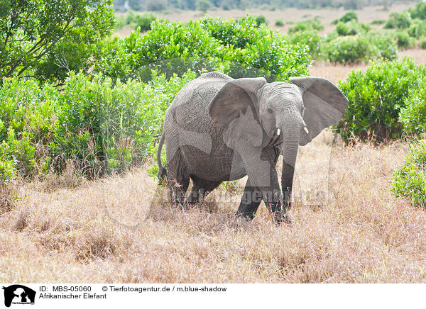 Afrikanischer Elefant / african elephant / MBS-05060
