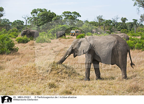 Afrikanische Elefanten / african elephants / MBS-05061