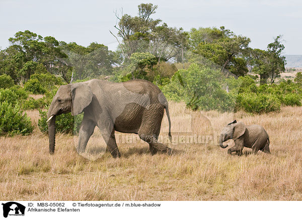 Afrikanische Elefanten / african elephants / MBS-05062