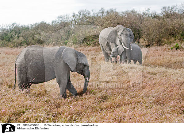 Afrikanische Elefanten / african elephants / MBS-05063