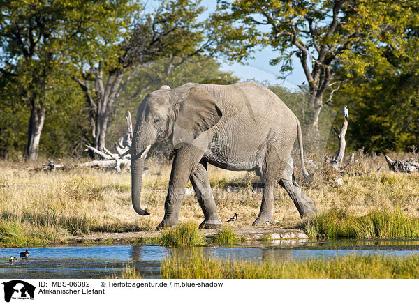 Afrikanischer Elefant / MBS-06382