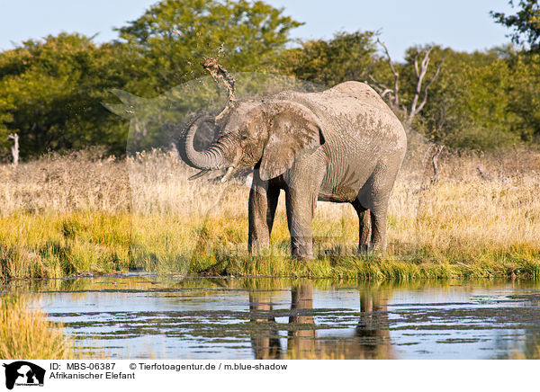 Afrikanischer Elefant / African elephant / MBS-06387