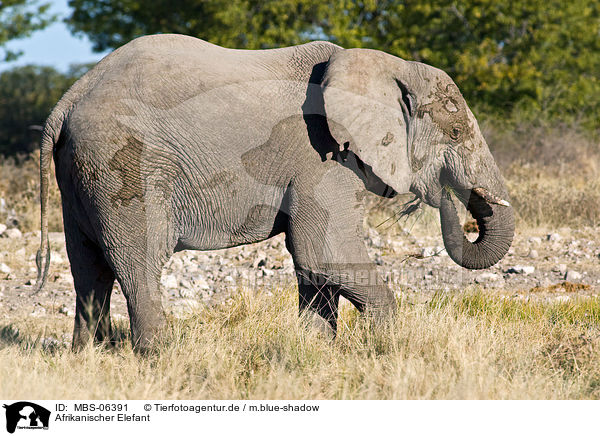 Afrikanischer Elefant / MBS-06391